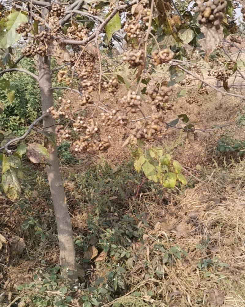 鲜果