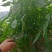 辣椒苗，螺丝椒苗线椒苗精选优良品种抗病，高产
