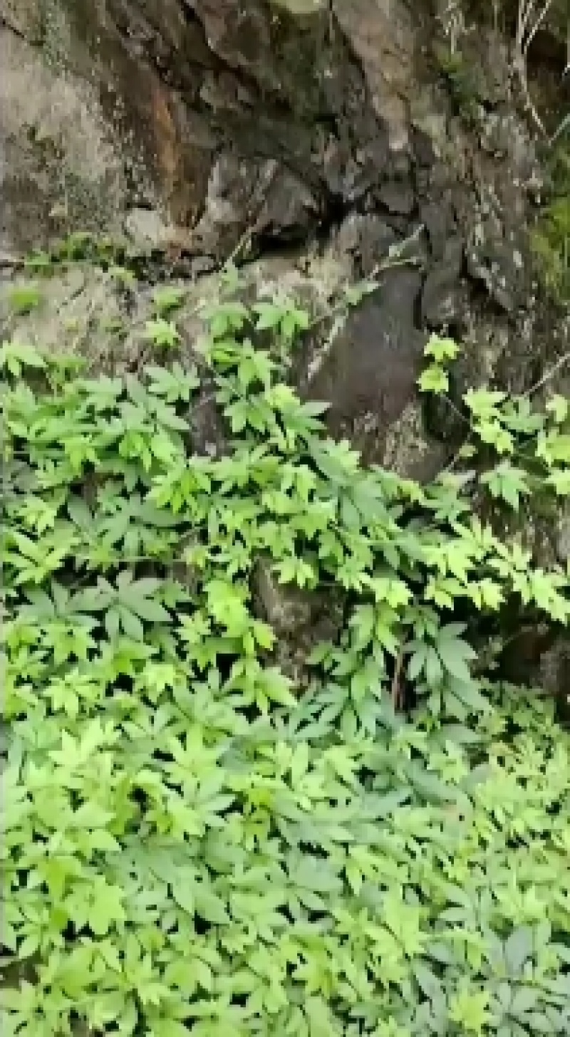 金秀山咔咔大瑶山手工绞股蓝