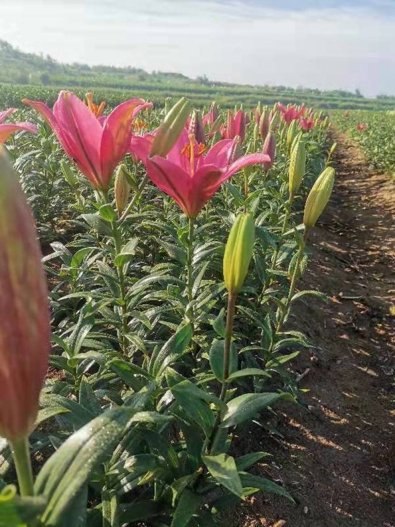 国产亚洲百合种球价格便宜质量好百合花海性价比好