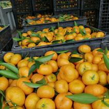 南丰蜜桔产地大量供应，挂树鲜果，自家果园，无中间商。