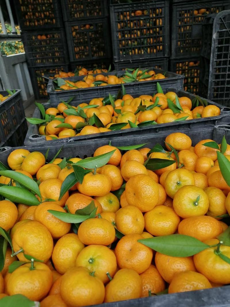 南丰蜜桔产地大量供应，挂树鲜果，自家果园，无中间商。