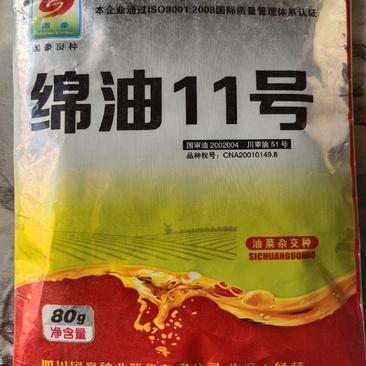 棉油11号油菜种子杂交品种，甘蓝型中早熟43%