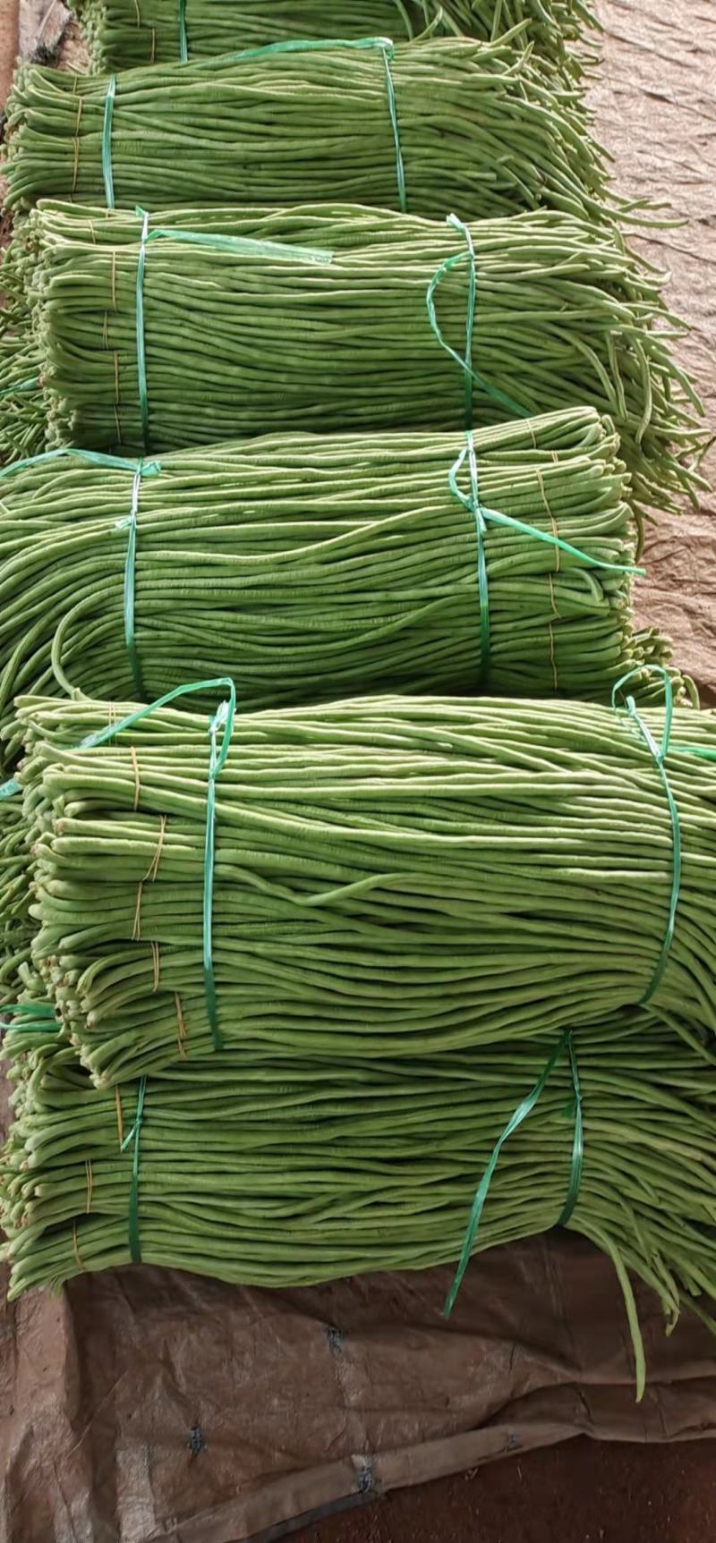 豆角，精品青条豆角大量上市，现货供应，提供一条龙服务！