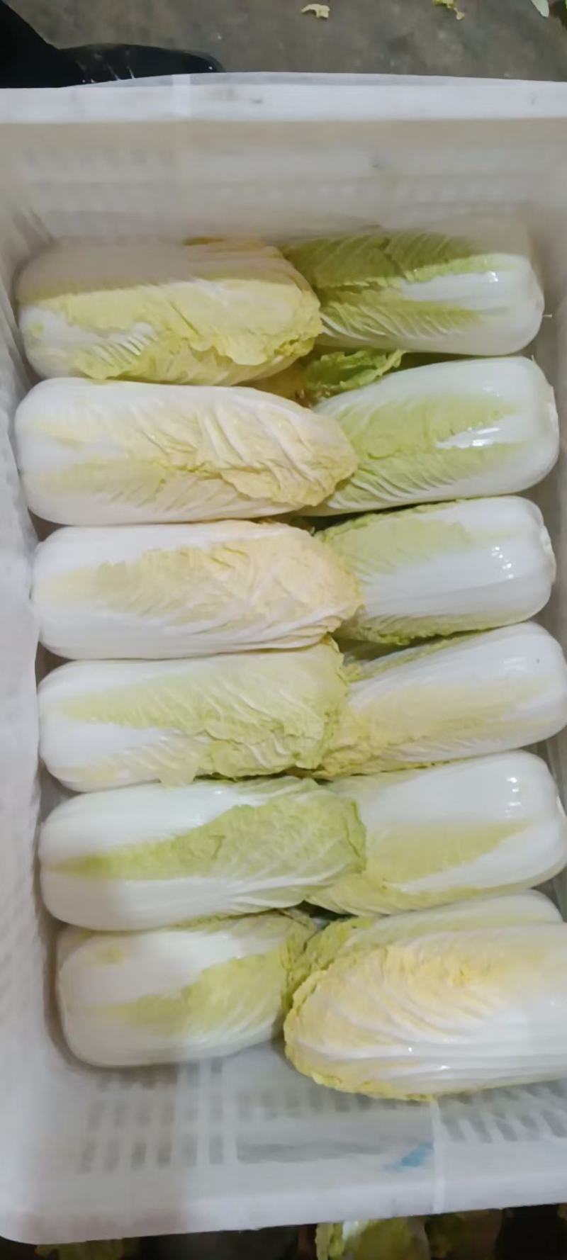 **漂亮的娃娃菜，产地一手货源需要的老板可以过来