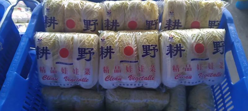 **漂亮的娃娃菜，产地一手货源需要的老板可以过来