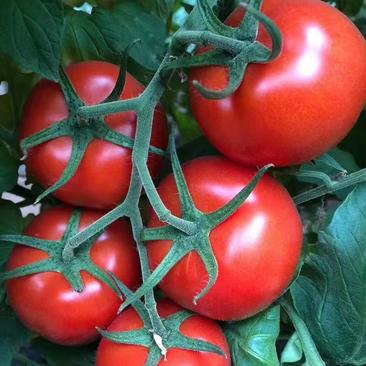 西红柿苗—冬悦（越冬早春）极耐低温高抗死棵耐灰霉叶霉