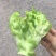 儿菜基地货大量上市
