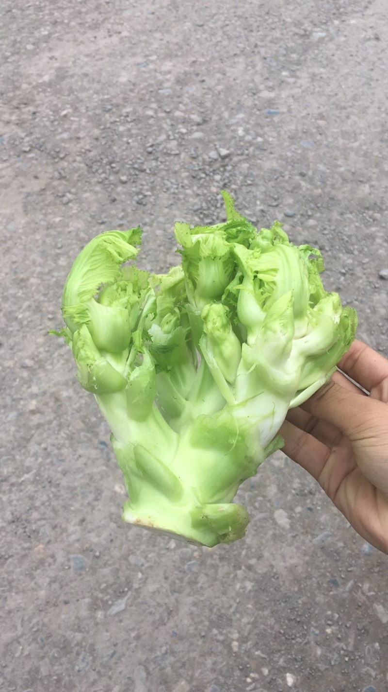 儿菜基地货大量上市