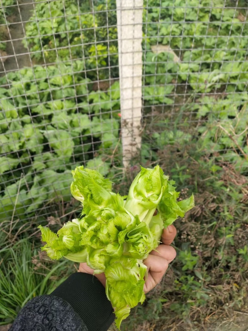 儿菜基地货大量上市