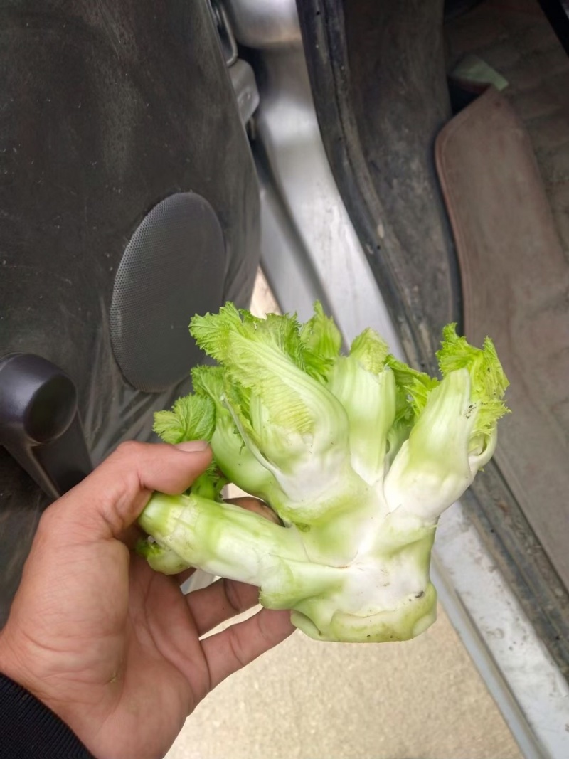 儿菜基地货大量上市