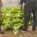 儿菜基地货大量上市