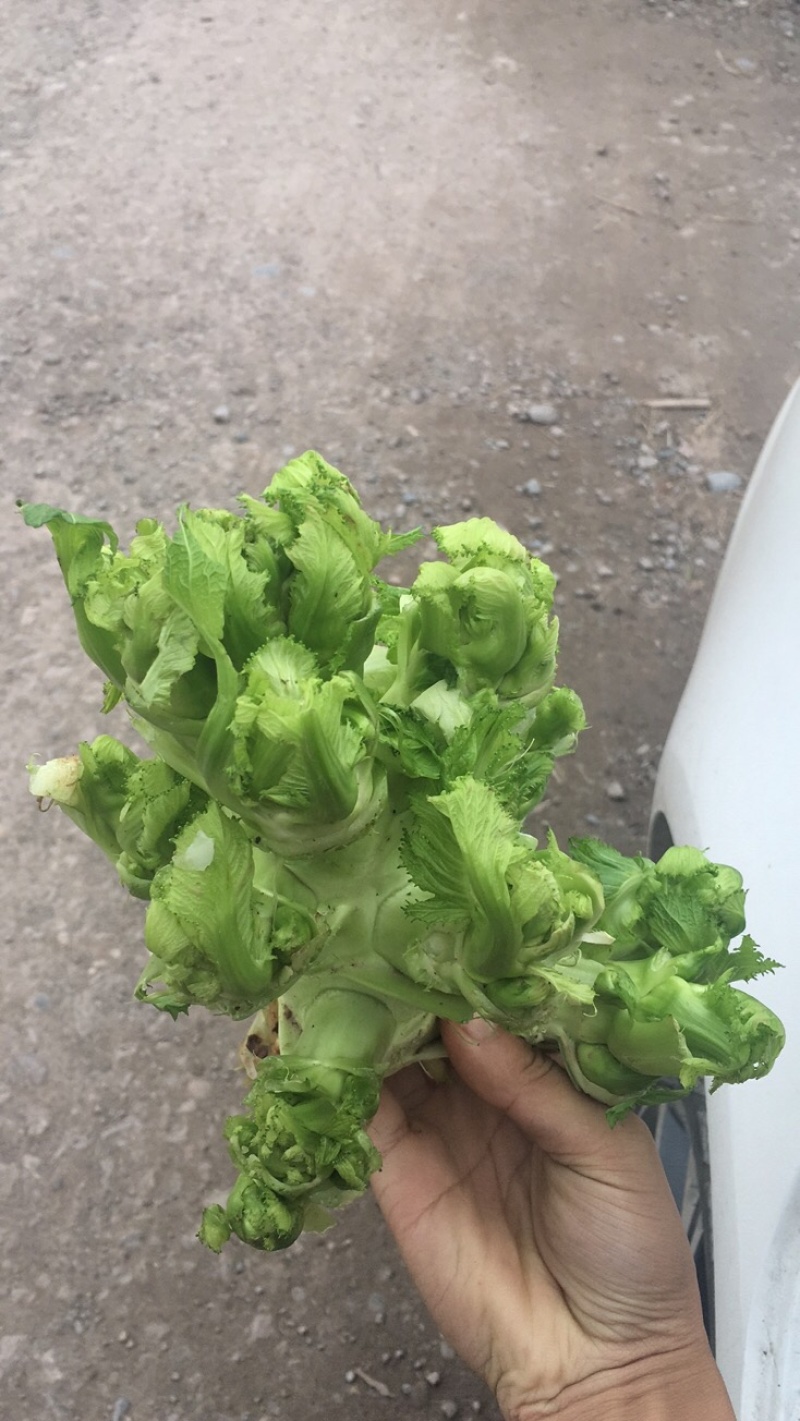 儿菜基地货大量上市