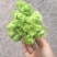 儿菜基地货大量上市