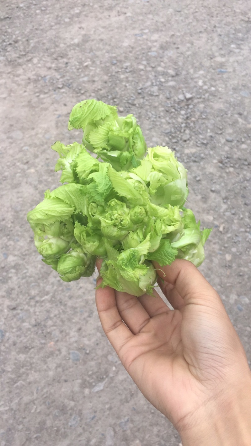 儿菜基地货大量上市