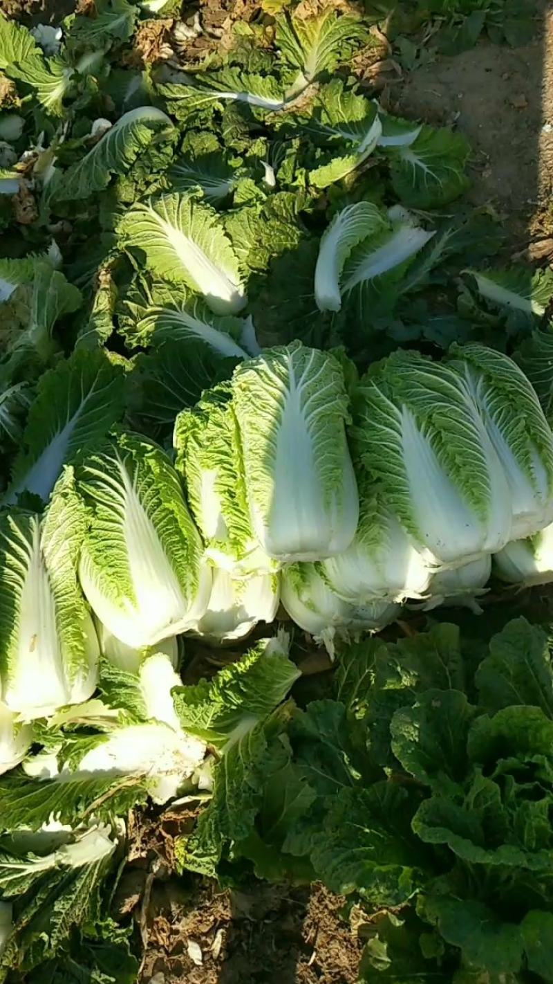 黄心大白菜，杠菜6-10斤以上净菜300万斤