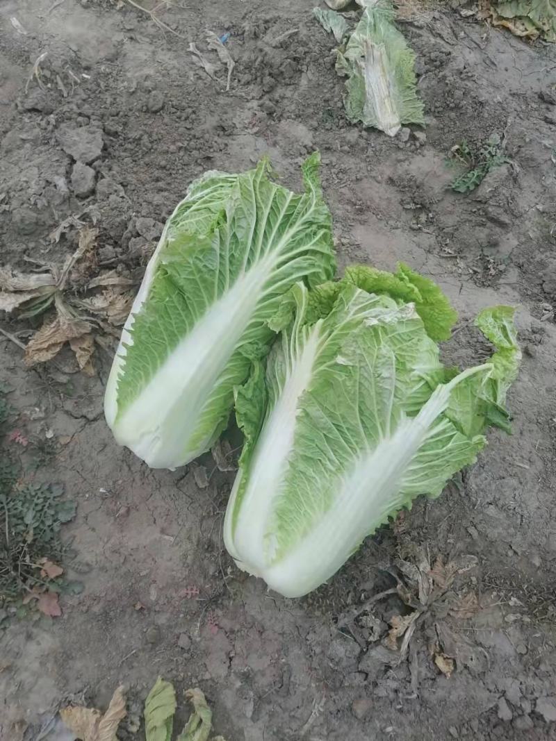 黄心大白菜，杠菜6-10斤以上净菜300万斤