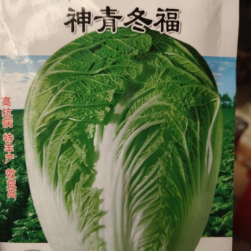 神青东福，高抗病，特丰产，全生育期80-85天