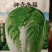 神青东福，高抗病，特丰产，全生育期80-85天