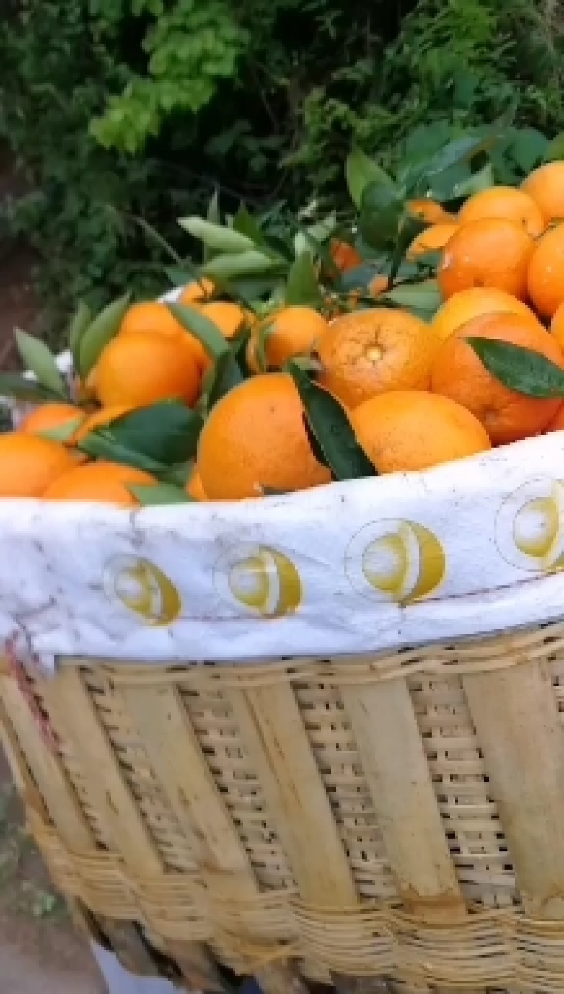 纽荷尔橙子圆红长虹脐橙产地直供可视频看果看货采摘
