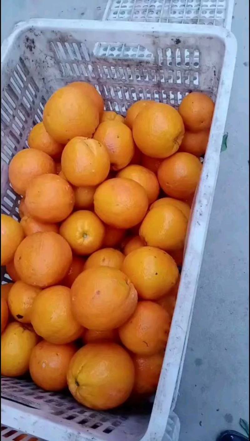 纽荷尔橙子圆红长虹脐橙产地直供可视频看果看货采摘