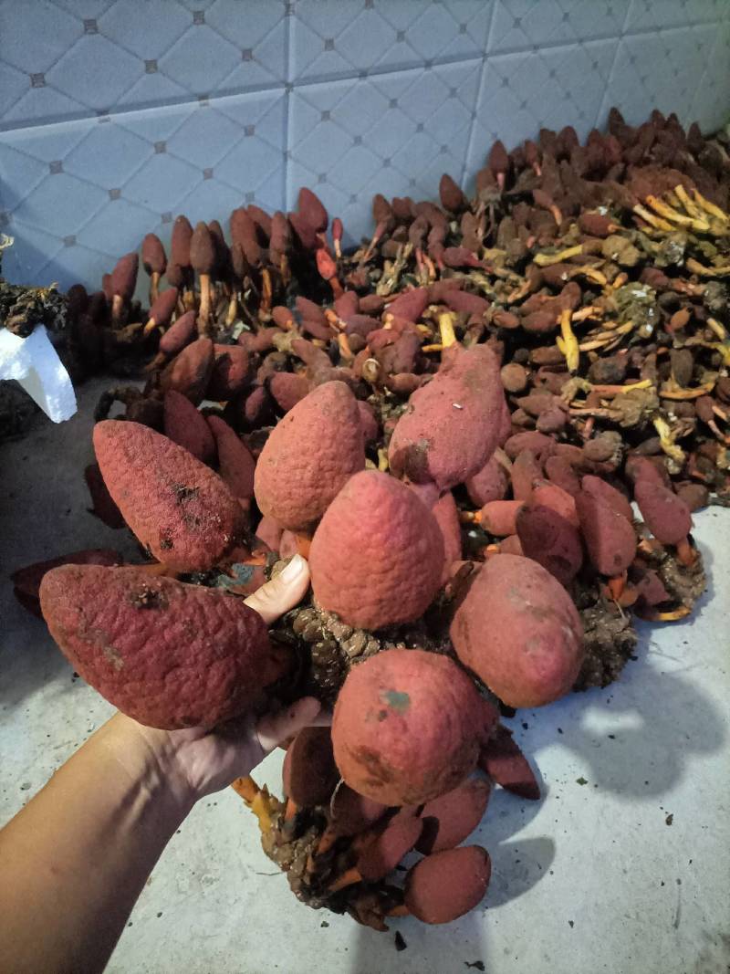 回春草，顶天柱山货量大从优