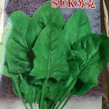 菠菜，一代杂交，耐抽苔，尖圆叶，
