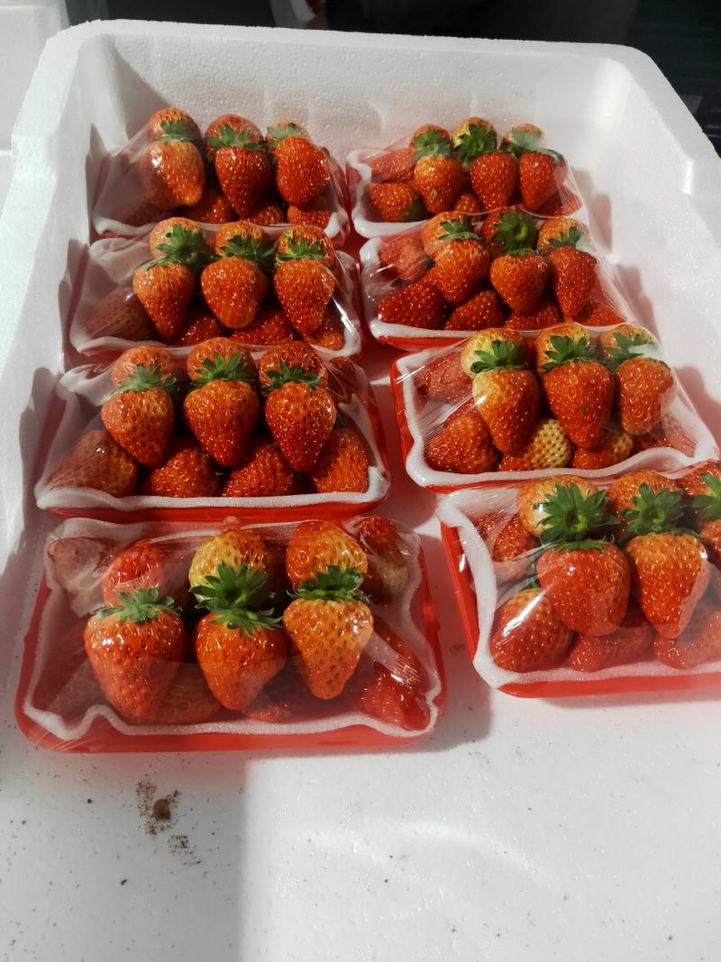 长丰红颜草莓承接电商，商超货量充足大量无忧
