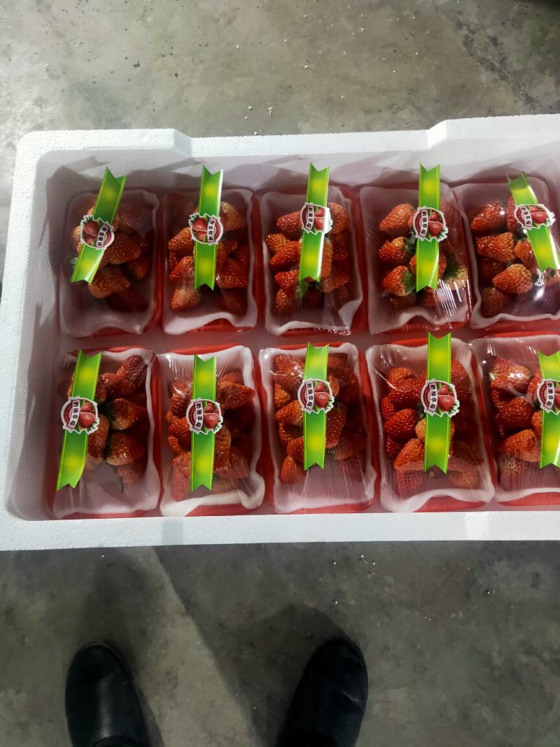 长丰红颜草莓承接电商，商超货量充足大量无忧