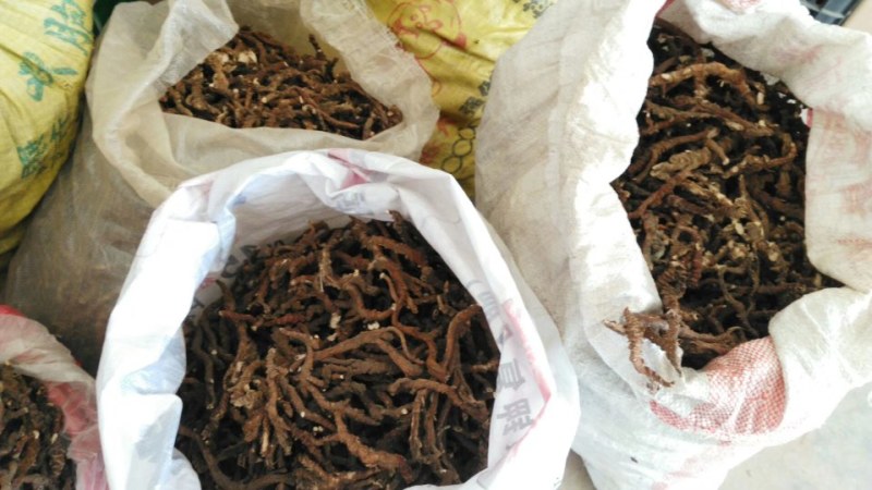 江西福建石菖蒲石菖蒲种苗，药典达标品种