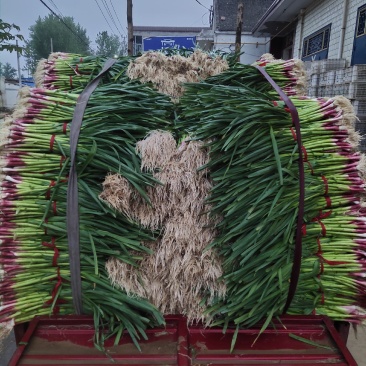河南安阳红根蒜苗精品一对一质优价廉精品小苗粗细均匀
