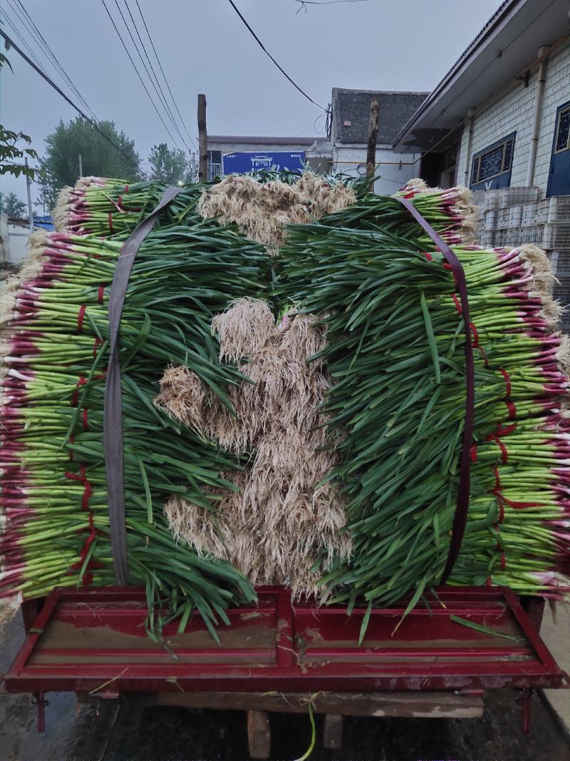 河南安阳红根蒜苗精品一对一质优价廉精品小苗粗细均匀