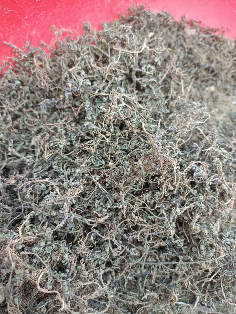 鹅不食草野生：零售：批发：一手货原欢迎采购：。