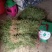 云南十万大山超长，白花蛇舌草