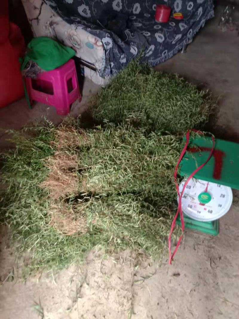 云南十万大山超长，白花蛇舌草