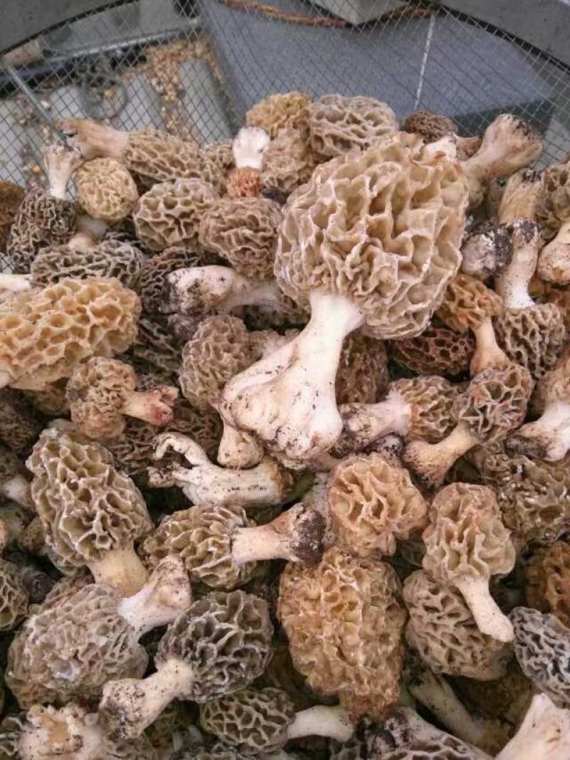 野生羊肚菌
