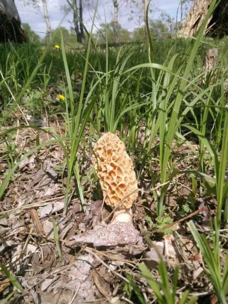 野生羊肚菌