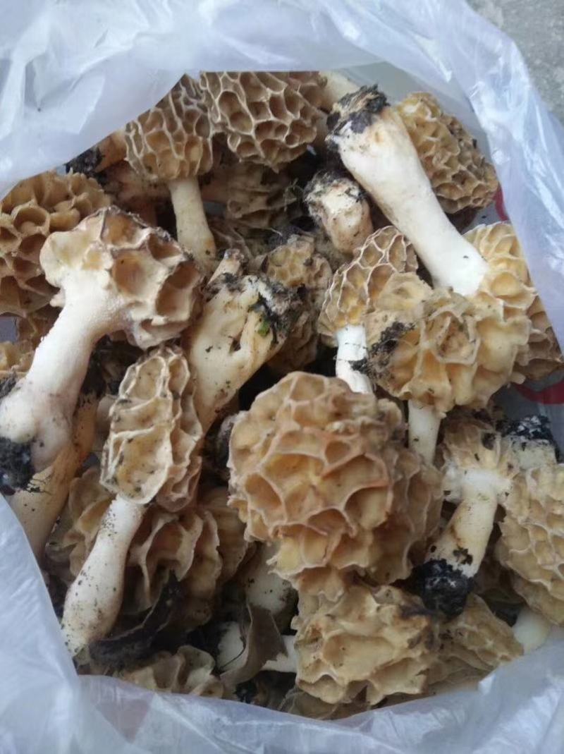 野生羊肚菌