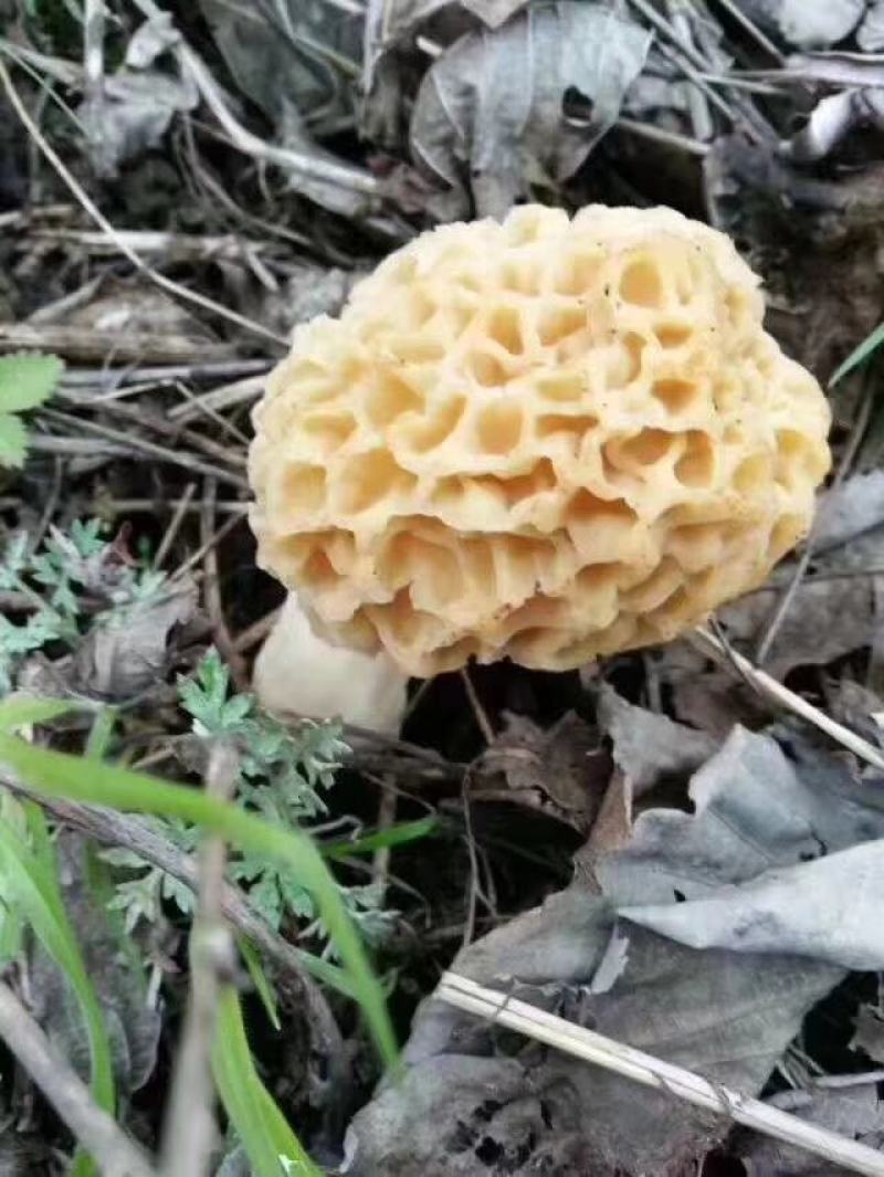 野生羊肚菌