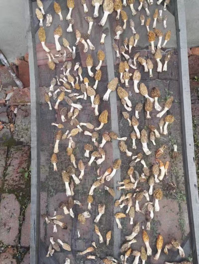野生羊肚菌