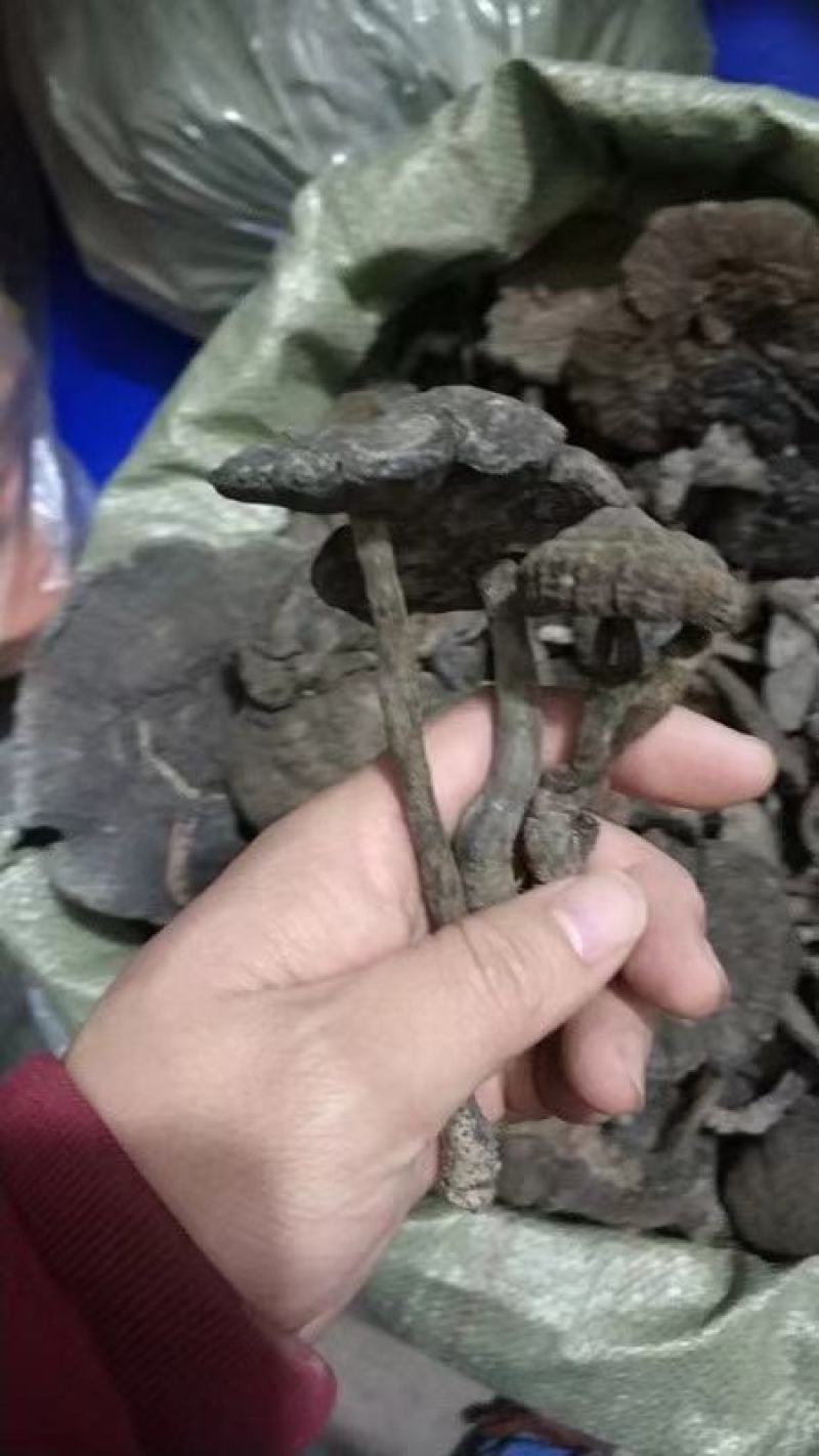 血灵芝