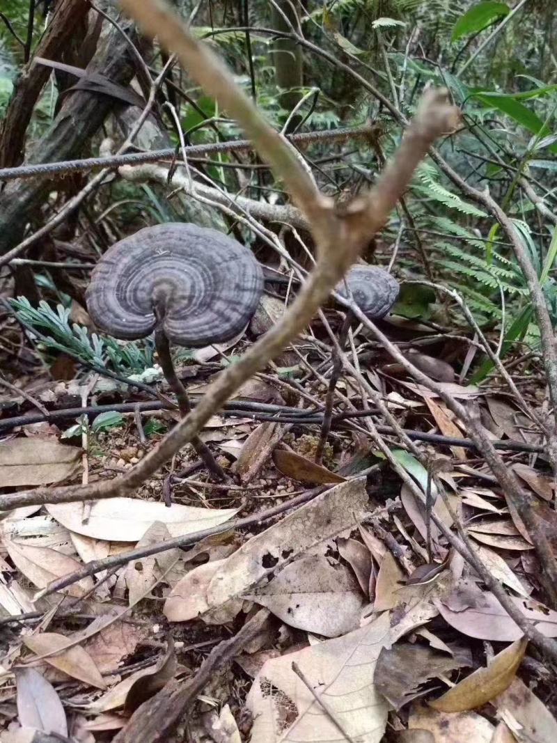 血灵芝