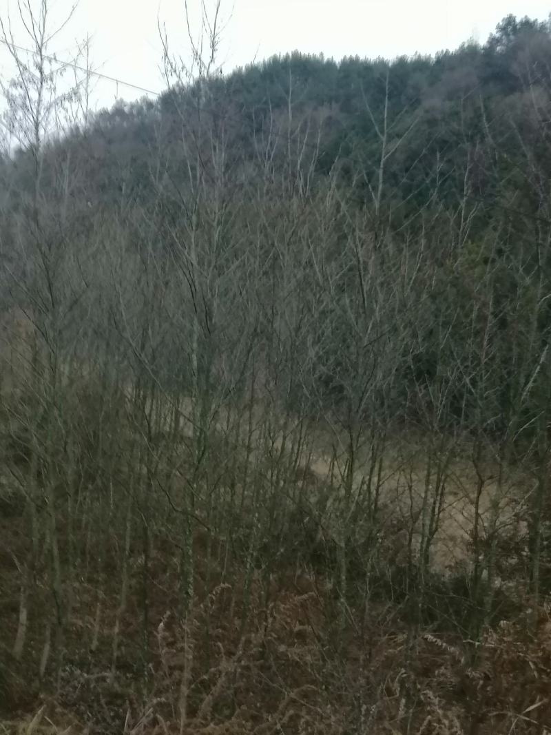 桤木苗