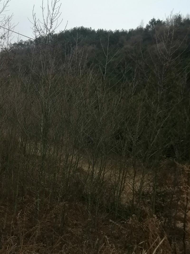 桤木苗
