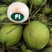 泰国进口椰青新鲜奶香椰子9头分量充足椰皇椰子水进口