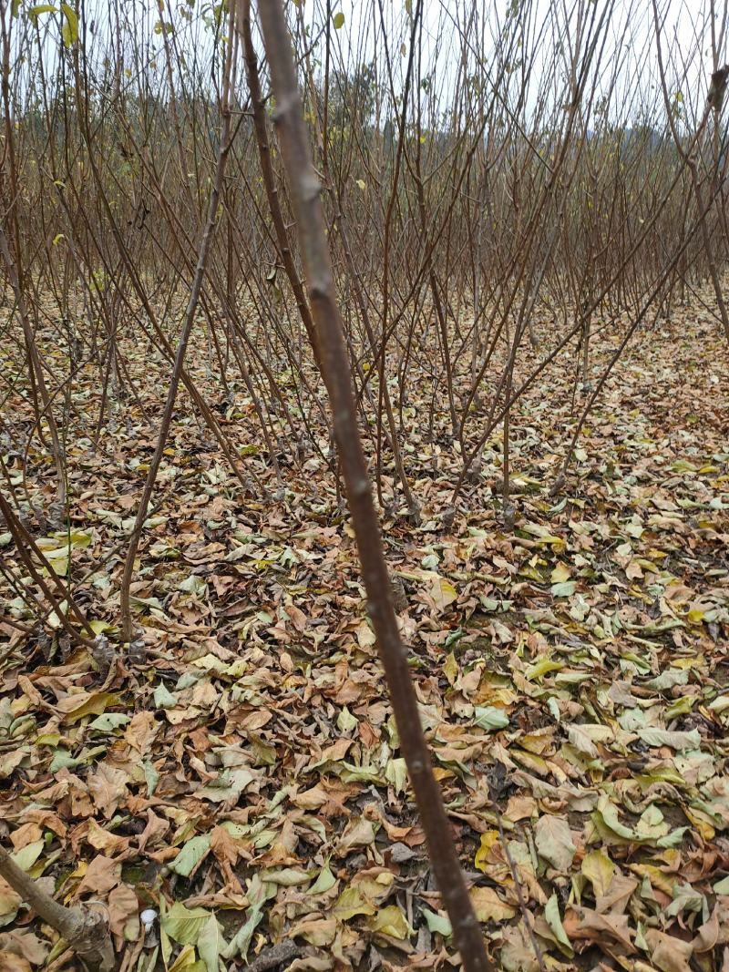 【批发】蜂糖李子苗，货源充足，品质保障，量大从优提供技术指导