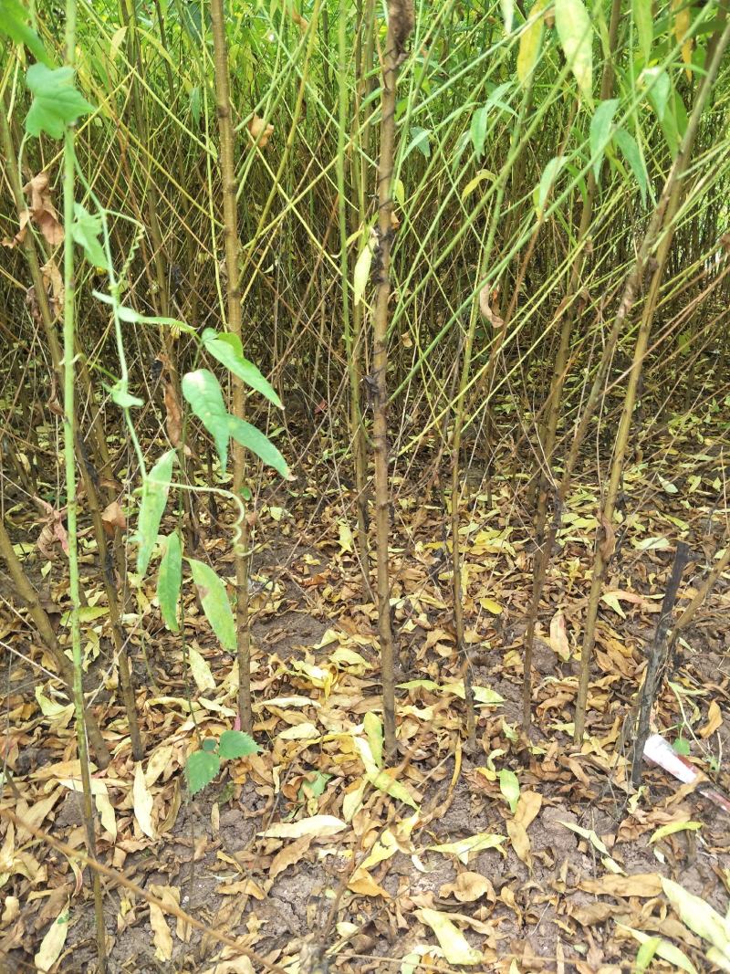 毛桃苗，一手货源，自家种植，规格齐全，量大从优，欢迎选购