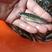 黑鱼苗-品种优良-生长速度快-抗病力强，经济前景好