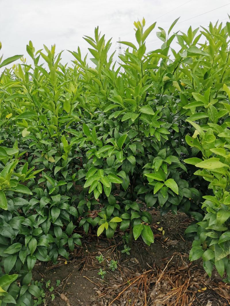 沃柑移栽大苗，种植一年结果，免费技术服务