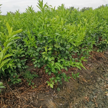 沃柑移栽大苗，种植一年结果，免费技术服务